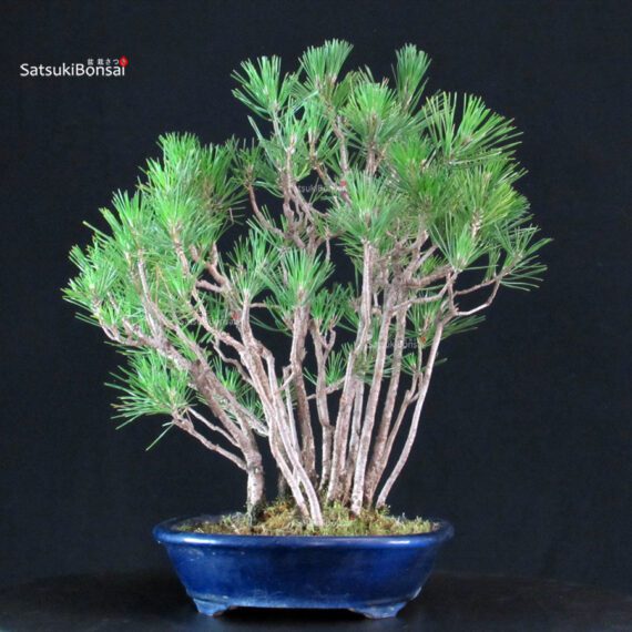 Pinus Thunbergii Kuromatsu - immagine 4