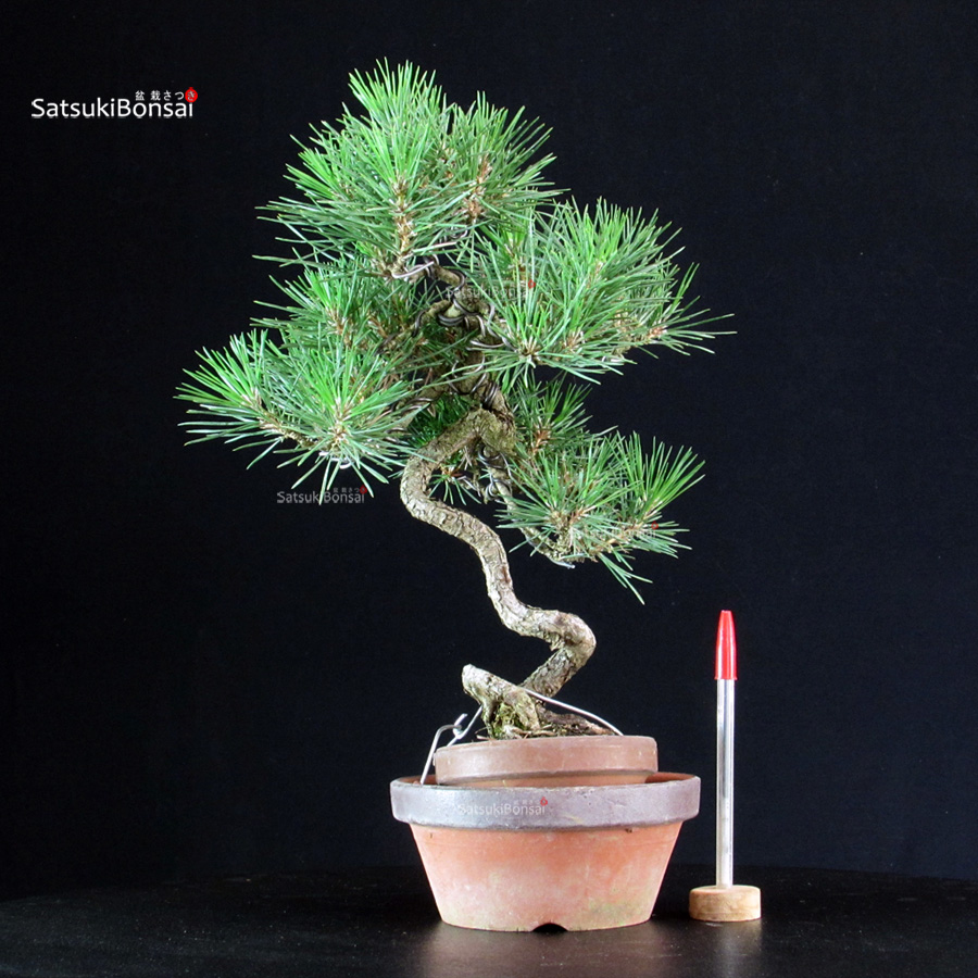 6436_1-Pinus-Thunbergii Pinus Thunbergii - Pino nero - immagine 1