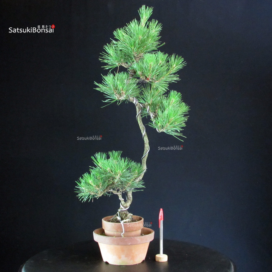 6437_1-Pinus-Thunbergii Pinus Thunbergii - Pino nero - immagine 1
