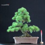 Pinus Pentaphylla - Goyomatsu