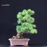 Pinus Pentaphylla - Goyomatsu - immagine 2