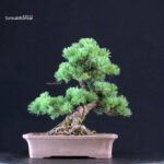 Pinus Pentaphylla - Goyomatsu - immagine 3