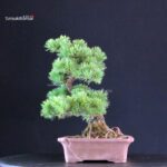 Pinus Pentaphylla - Goyomatsu - immagine 4