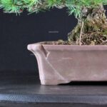 Pinus Pentaphylla - Goyomatsu - immagine 5