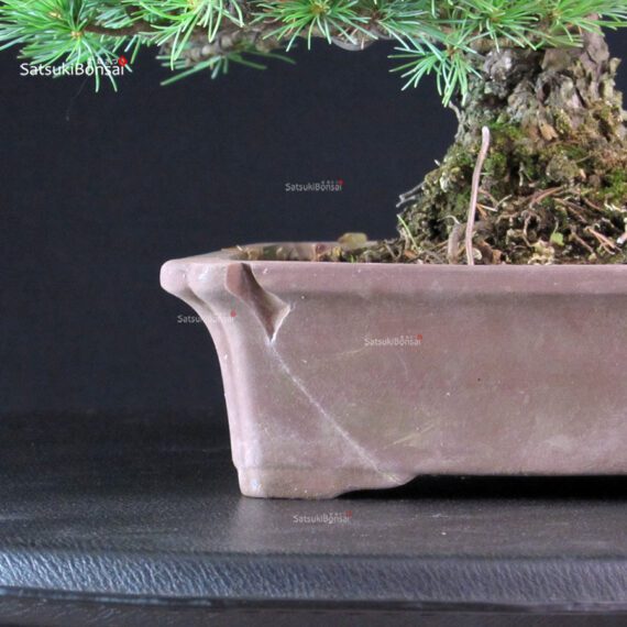 Pinus Pentaphylla - Goyomatsu - immagine 5