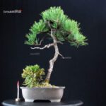 Pinus Thunbergii Kuromatsu
