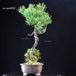 Pinus Thunbergii Kuromatsu - immagine 2
