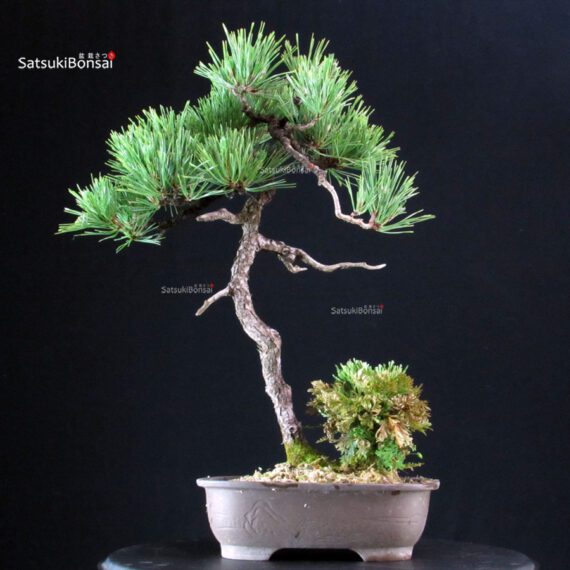 Pinus Thunbergii Kuromatsu - immagine 3