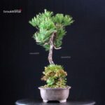 Pinus Thunbergii Kuromatsu - immagine 4