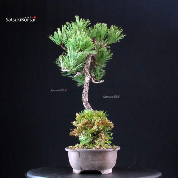 Pinus Thunbergii Kuromatsu - immagine 4