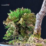 Pinus Thunbergii Kuromatsu - immagine 5