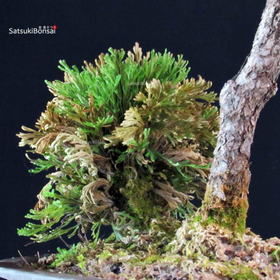 Pinus Thunbergii Kuromatsu - immagine 5