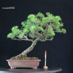 Pinus Pentaphylla - Goyomatsu