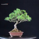 Pinus Pentaphylla - Goyomatsu - immagine 2