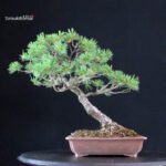 Pinus Pentaphylla - Goyomatsu - immagine 3