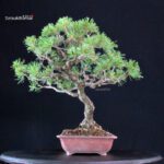 Pinus Pentaphylla - Goyomatsu - immagine 4