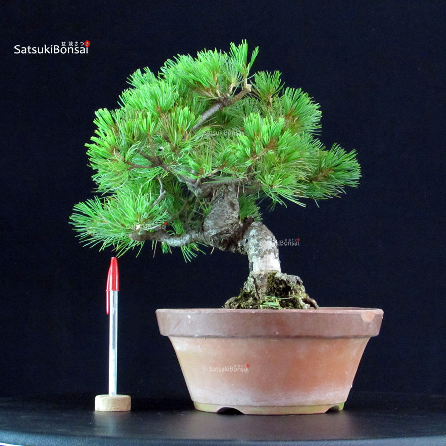 6488_1-Pinus-pentaphylla-goyomatsu Pinus Pentaphylla - Goyomatsu - immagine 1