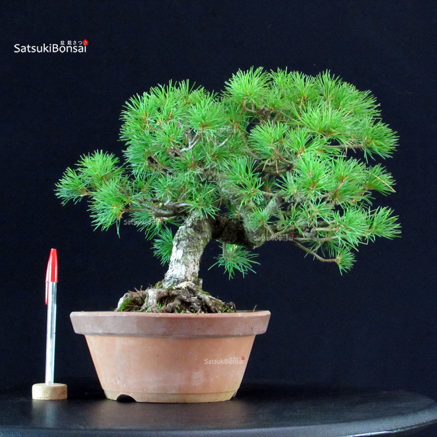 6490_1-Pinus-pentaphylla-goyomatsu Pinus Pentaphylla - Goyomatsu - immagine 1