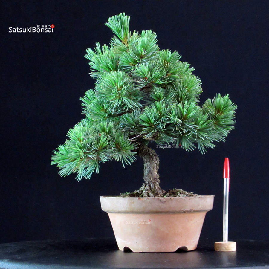 6493_1-Pinus-pentaphylla-goyomatsu-Nasu Pinus Pentaphylla - Goyomatsu Nasu - immagine 1
