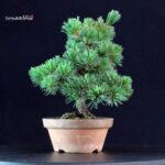 Pinus Pentaphylla - Goyomatsu Nasu - immagine 2