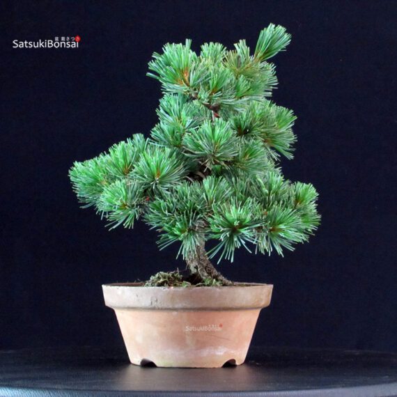 Pinus Pentaphylla - Goyomatsu Nasu - immagine 2