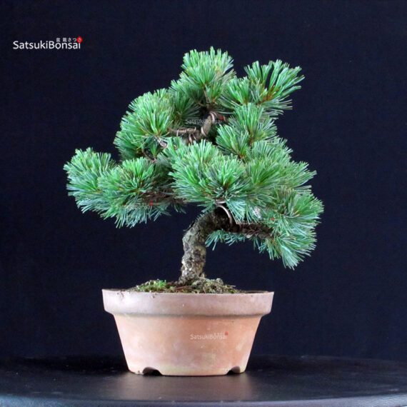 Pinus Pentaphylla - Goyomatsu Nasu - immagine 3