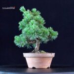 Pinus Pentaphylla - Goyomatsu Nasu - immagine 4