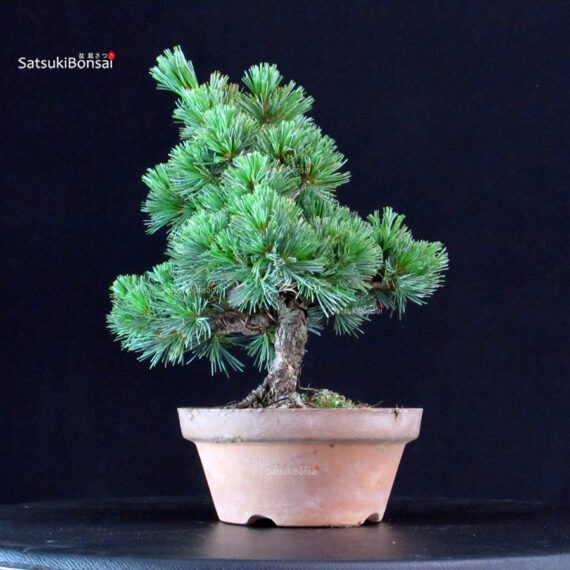 Pinus Pentaphylla - Goyomatsu Nasu - immagine 4