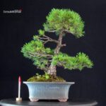 Pinus Pentaphylla - Goyomatsu