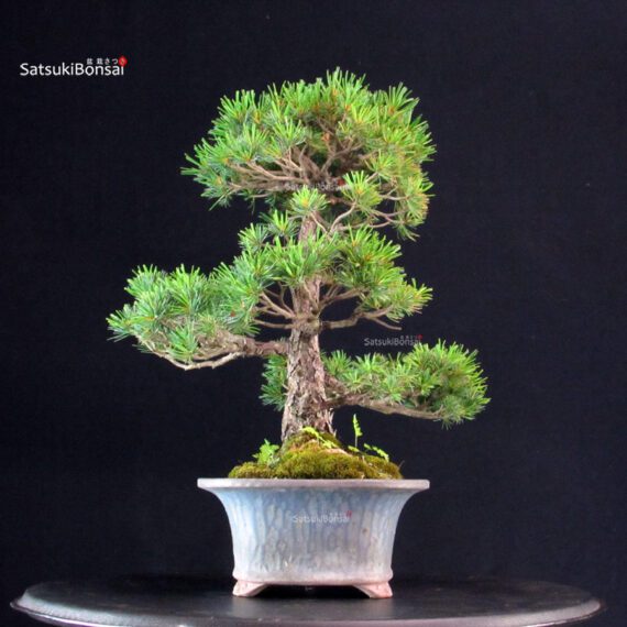 Pinus Pentaphylla - Goyomatsu - immagine 2