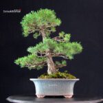 Pinus Pentaphylla - Goyomatsu - immagine 3