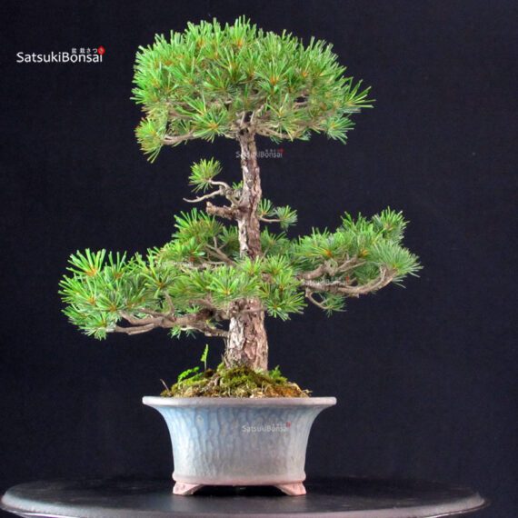 Pinus Pentaphylla - Goyomatsu - immagine 4