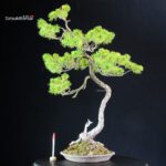 Pinus Pentaphylla - Goyomatsu