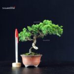 Juniperus Chinensis Itoigawa