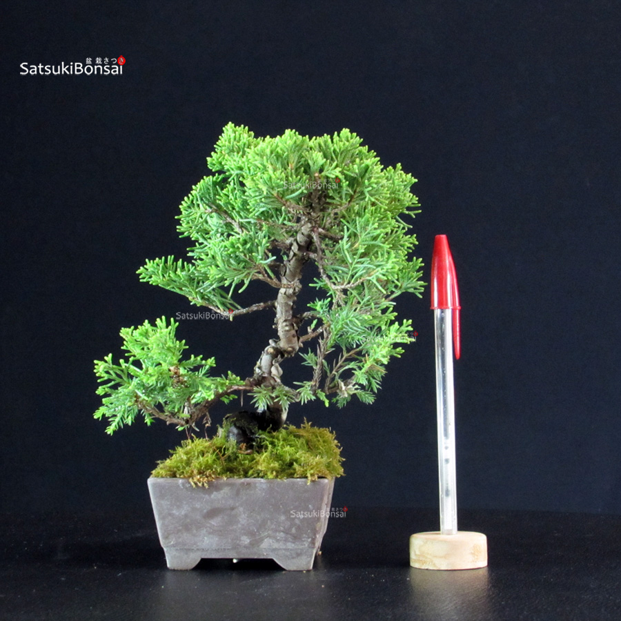 5786_1-Juniperus-chinensis-itoigawa Juniperus Chinensis Itoigawa - immagine 1