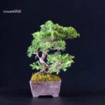 Juniperus Chinensis Itoigawa - immagine 2