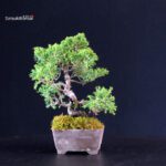 Juniperus Chinensis Itoigawa - immagine 3