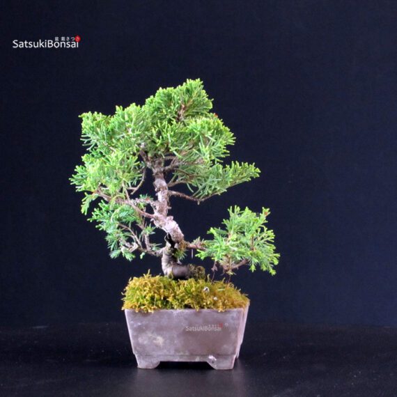 Juniperus Chinensis Itoigawa - immagine 3
