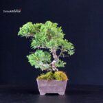 Juniperus Chinensis Itoigawa - immagine 4