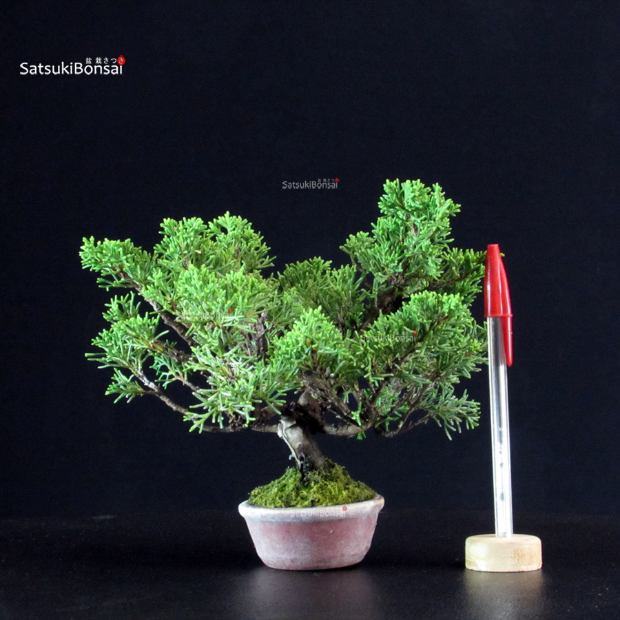 5787_1-Juniperus-chinensis-itoigawa Juniperus Chinensis Itoigawa - immagine 1