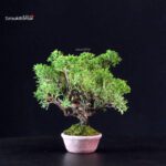 Juniperus Chinensis Itoigawa - immagine 2
