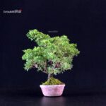 Juniperus Chinensis Itoigawa - immagine 4