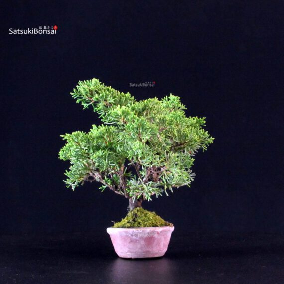 Juniperus Chinensis Itoigawa - immagine 4