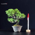 Juniperus Chinensis Itoigawa
