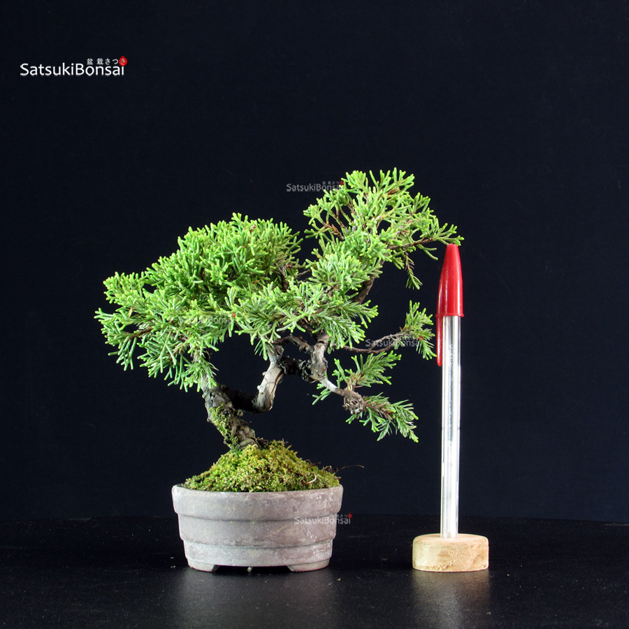 5790_1-Juniperus-chinensis-itoigawa Juniperus Chinensis Itoigawa - immagine 1