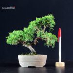 Juniperus Chinensis Itoigawa