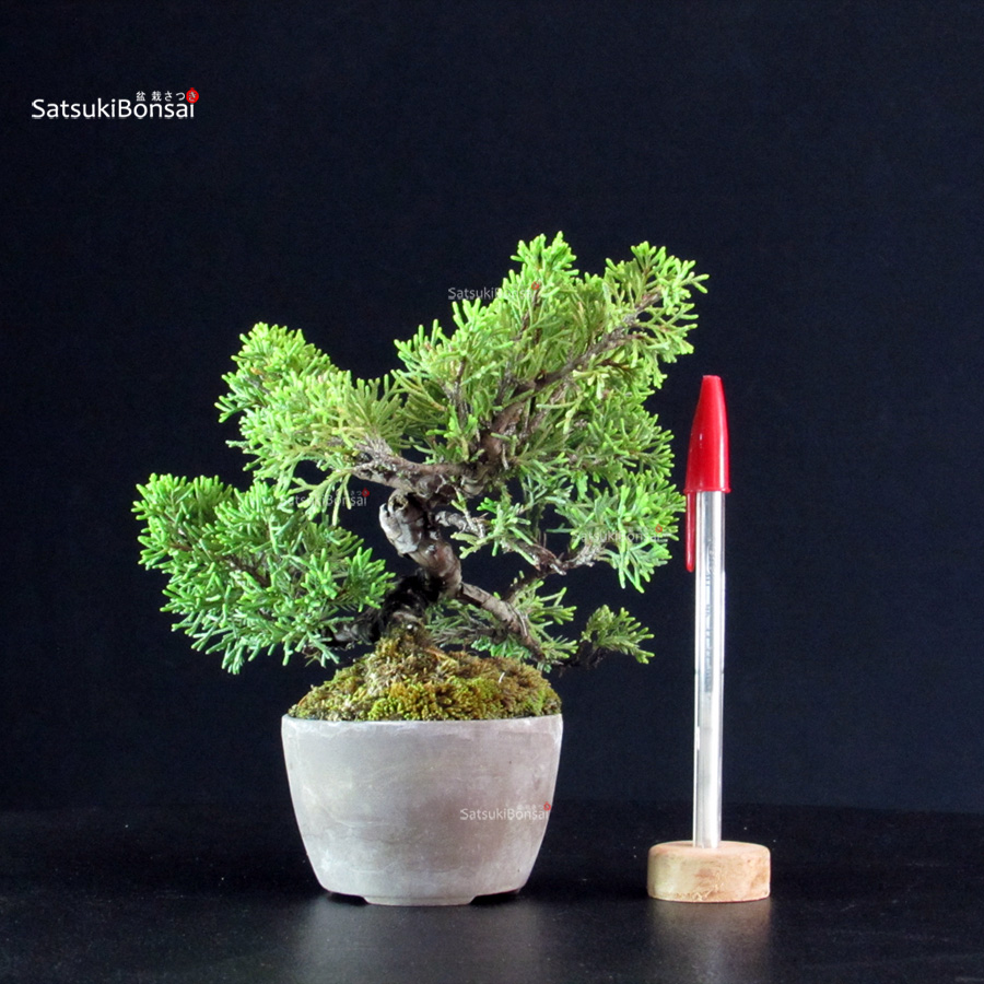 5792_1-Juniperus-chinensis-itoigawa Juniperus Chinensis Itoigawa - immagine 1