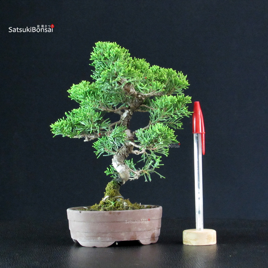5793_1-Juniperus-chinensis-itoigawa Juniperus Chinensis Itoigawa - immagine 1