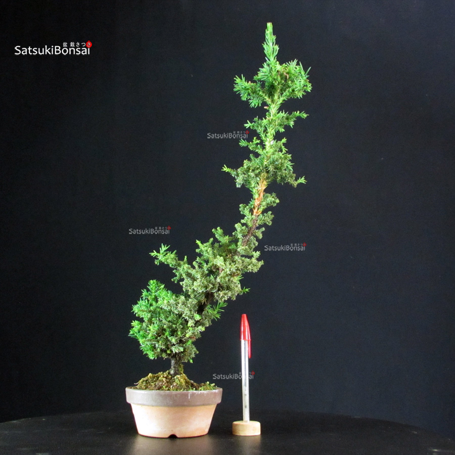 5799_1-Cryptomeria-Japonica Cryptomeria Japonica - immagine 1