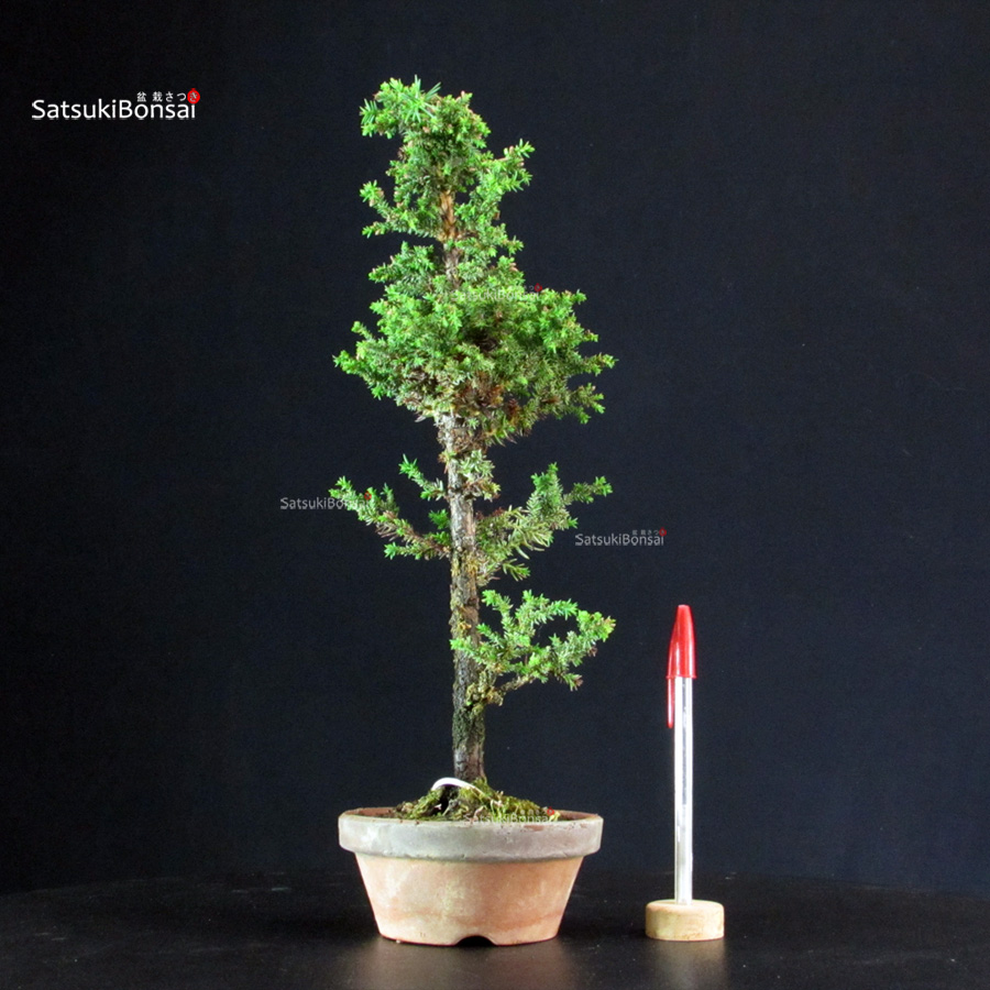 5801_1-Cryptomeria-Japonica Cryptomeria Japonica - immagine 1